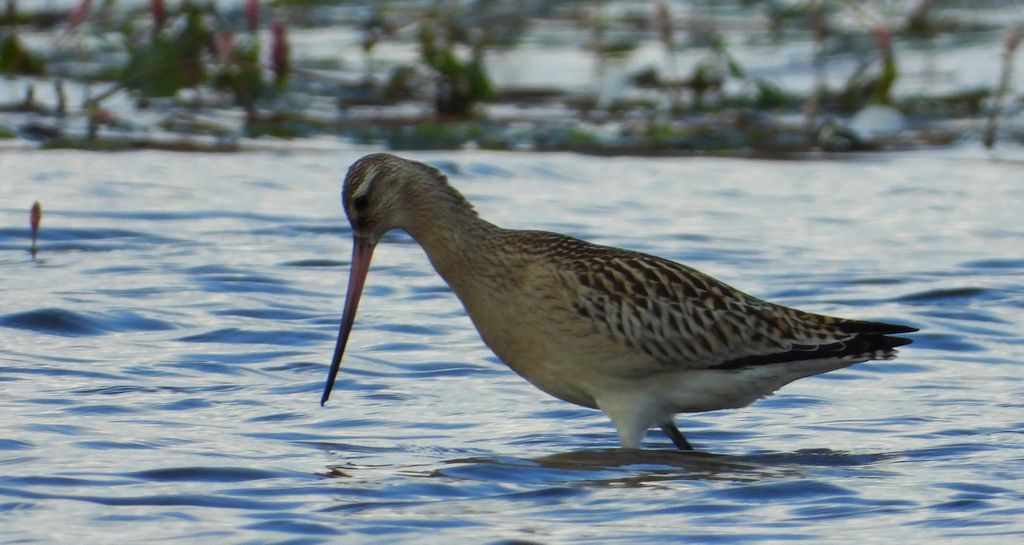 Szlamnik zwyczajny, szlamnik, szlamnik rdzawy, szlamik (Limosa lapponica)