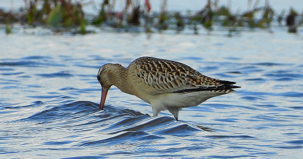 Szlamnik zwyczajny, szlamnik, szlamnik rdzawy, szlamik (Limosa lapponica)