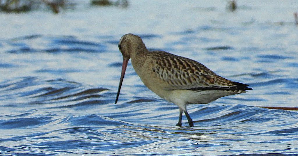 Szlamnik zwyczajny, szlamnik, szlamnik rdzawy, szlamik (Limosa lapponica)