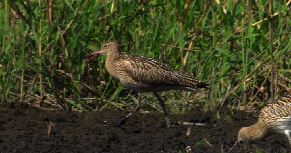 Kulik wielki (Numenius arquata)