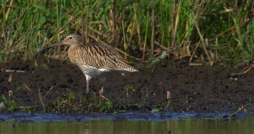 Kulik wielki (Numenius arquata)
