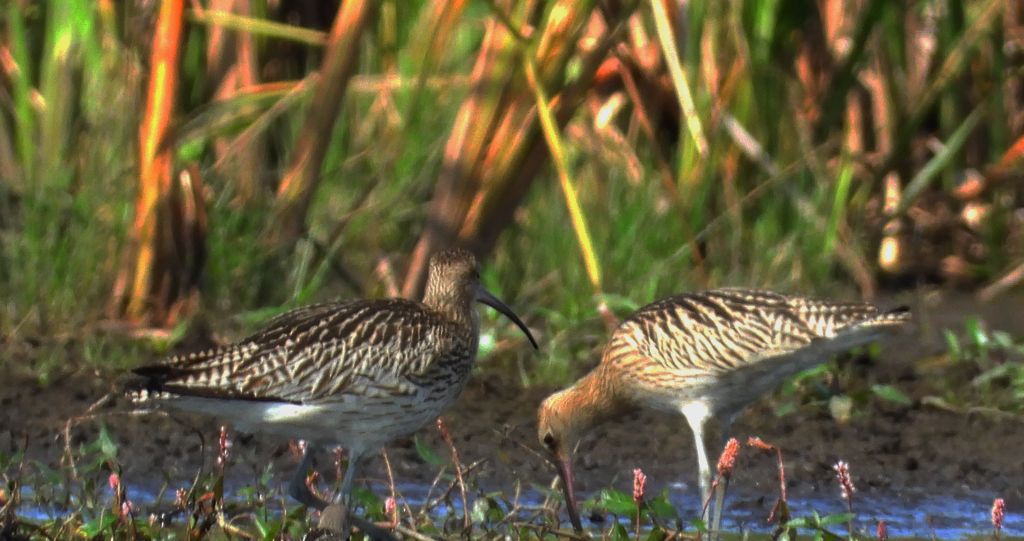 Kulik wielki (Numenius arquata)
