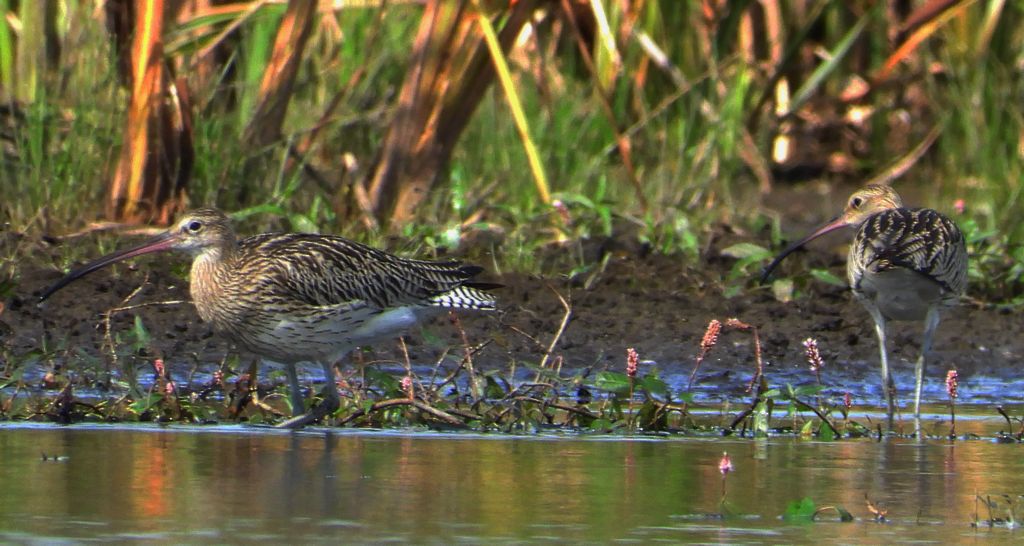 Kulik wielki (Numenius arquata)