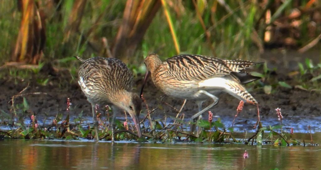 Kulik wielki (Numenius arquata)