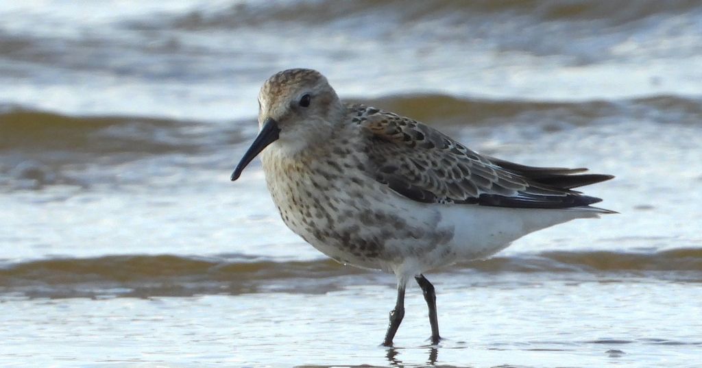 Biegus zmienny (Calidris alpina)
