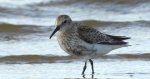 Biegus zmienny (Calidris alpina)