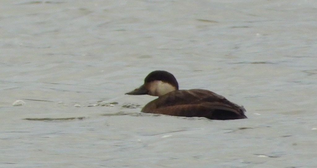 Markaczka zwyczajna, markaczka (Melanitta nigra)
