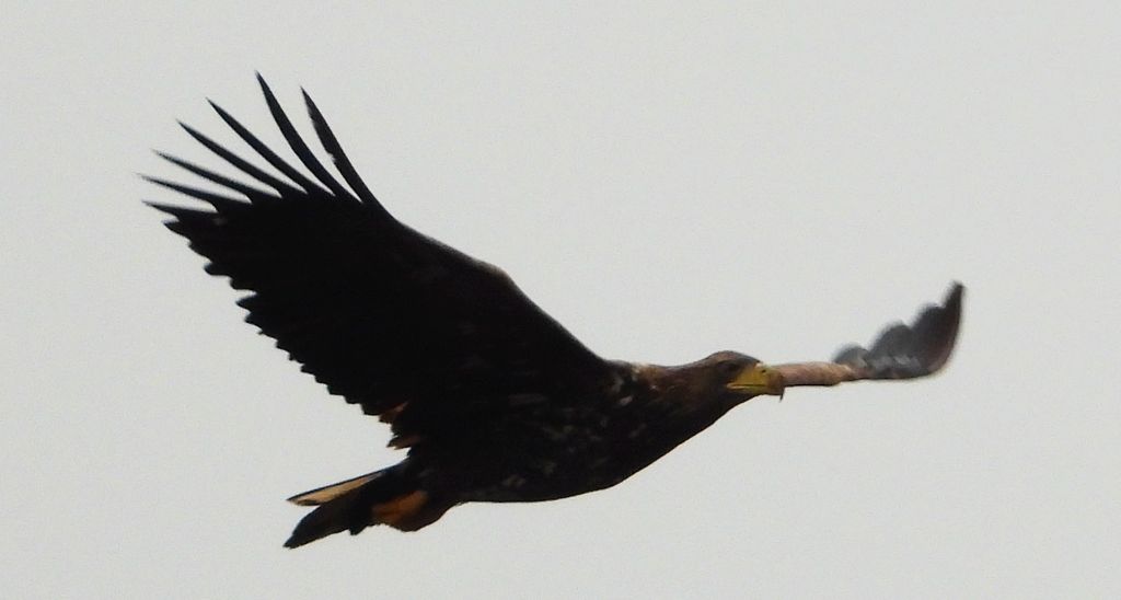 Bielik, orzeł bielik, birkut (Haliaeetus albicilla)