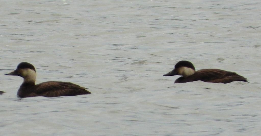 Markaczka zwyczajna, markaczka (Melanitta nigra)