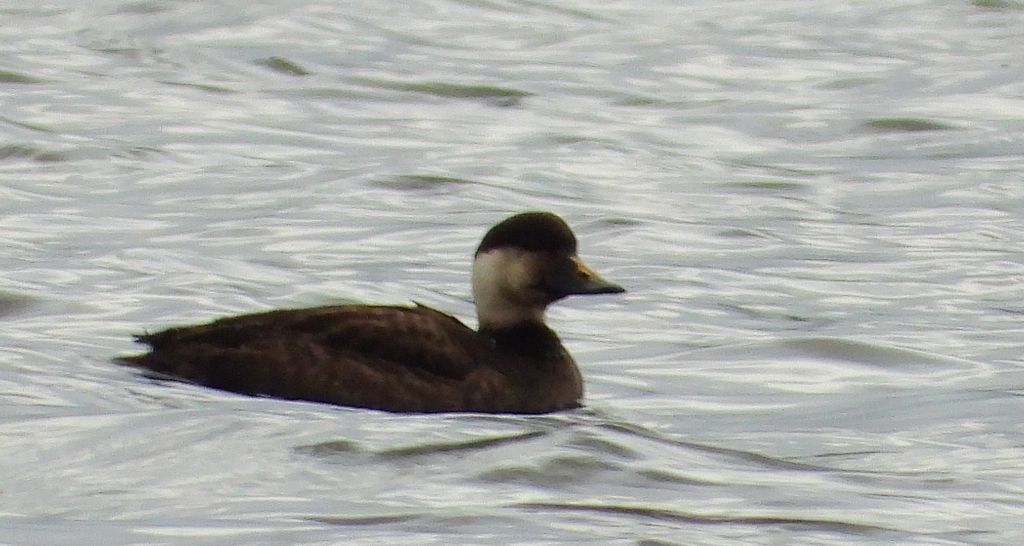 Markaczka zwyczajna, markaczka (Melanitta nigra)