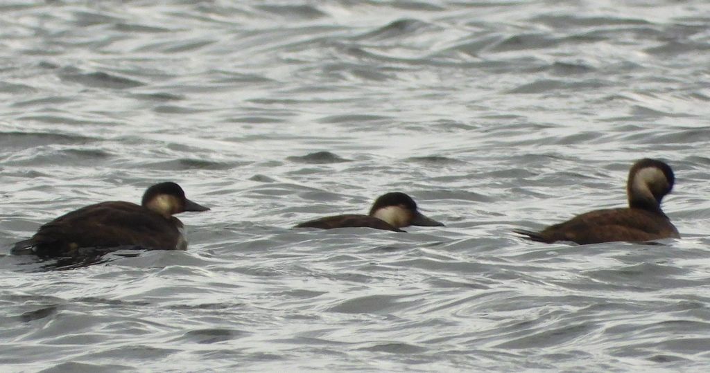 Markaczka zwyczajna, markaczka (Melanitta nigra)