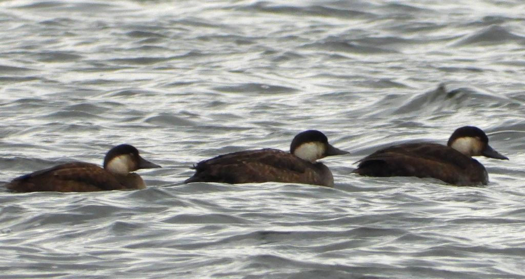 Markaczka zwyczajna, markaczka (Melanitta nigra)