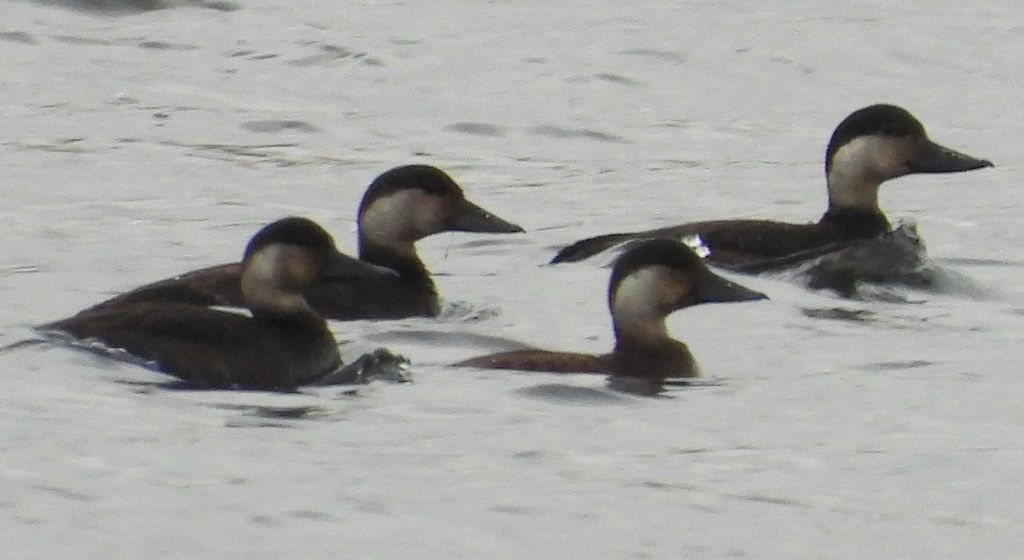 Markaczka zwyczajna, markaczka (Melanitta nigra)