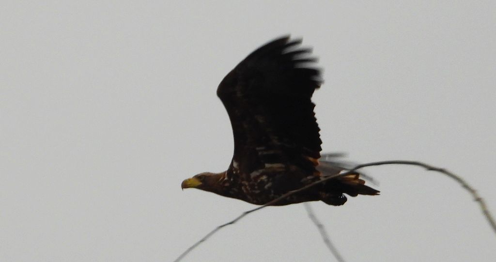 Bielik, orzeł bielik, birkut (Haliaeetus albicilla)