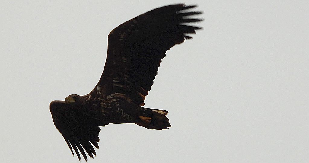 Bielik, orzeł bielik, birkut (Haliaeetus albicilla)