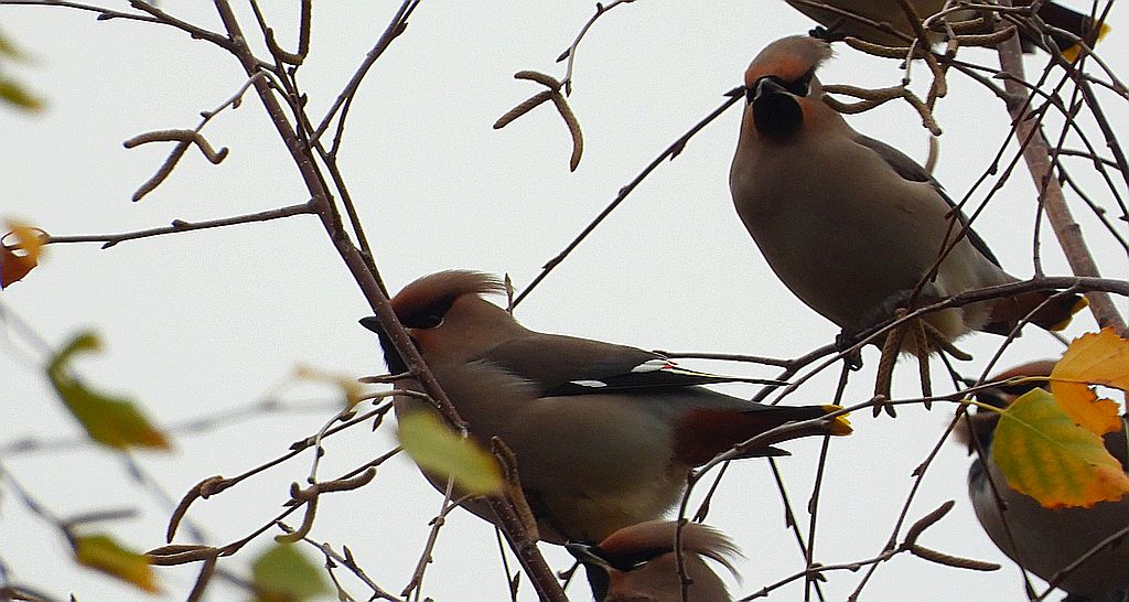 Jemiołuszka zwyczajna, jemiołuszka, jemiołucha (Bombycilla garrulus)
