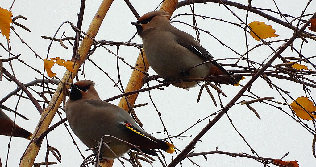 Jemiołuszka zwyczajna, jemiołuszka, jemiołucha (Bombycilla garrulus)