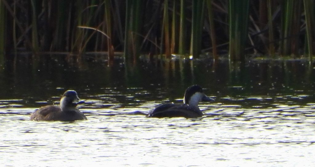 Markaczka zwyczajna, markaczka (Melanitta nigra)