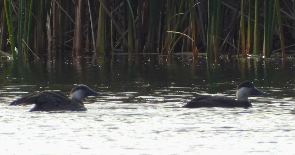 Markaczka zwyczajna, markaczka (Melanitta nigra)