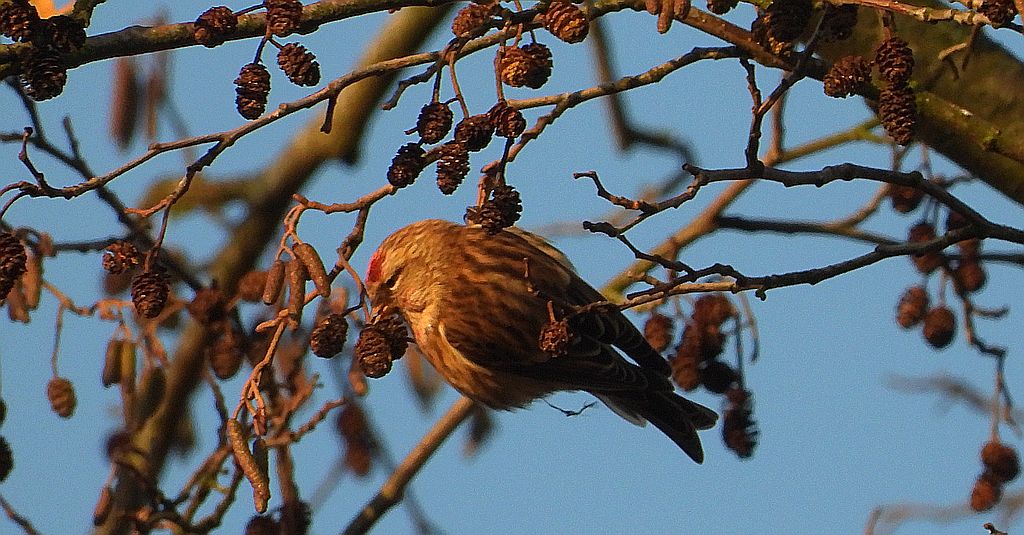 Czeczotka zwyczajna, czeczotka (Acanthis flammea)
