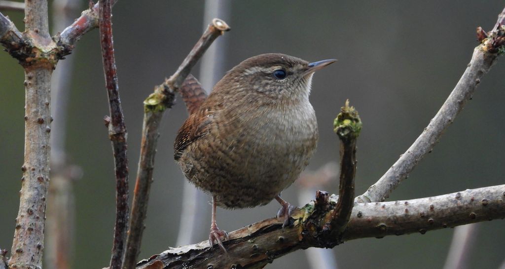 Strzyżyk (Troglodytes troglodytes)