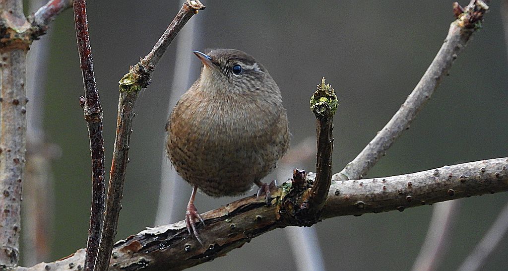 Strzyżyk (Troglodytes troglodytes)