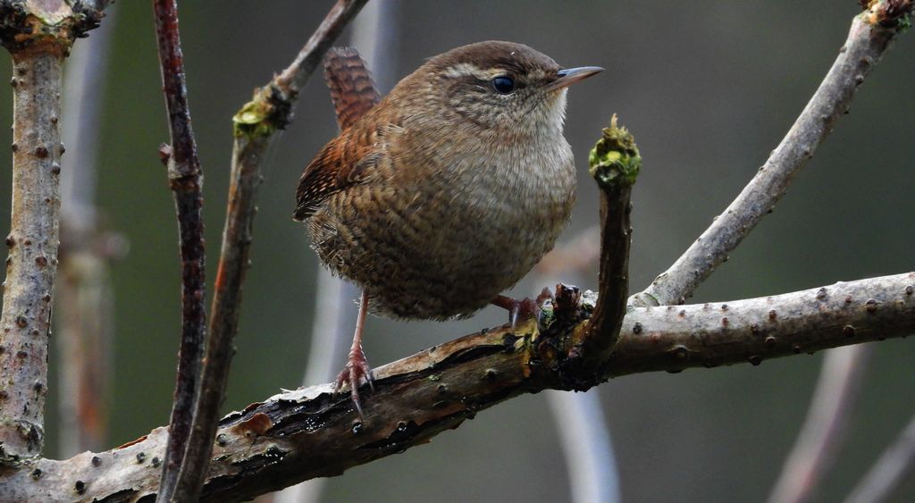 Strzyżyk (Troglodytes troglodytes)