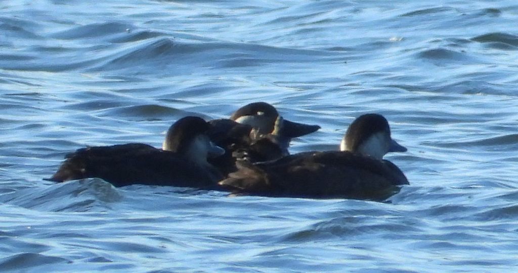 Markaczka zwyczajna, markaczka (Melanitta nigra)