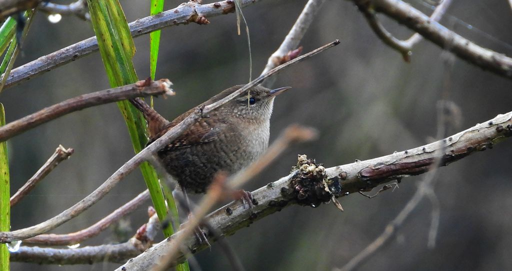 Strzyżyk (Troglodytes troglodytes)