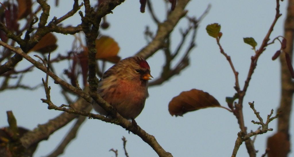 Czeczotka zwyczajna, czeczotka (Acanthis flammea)