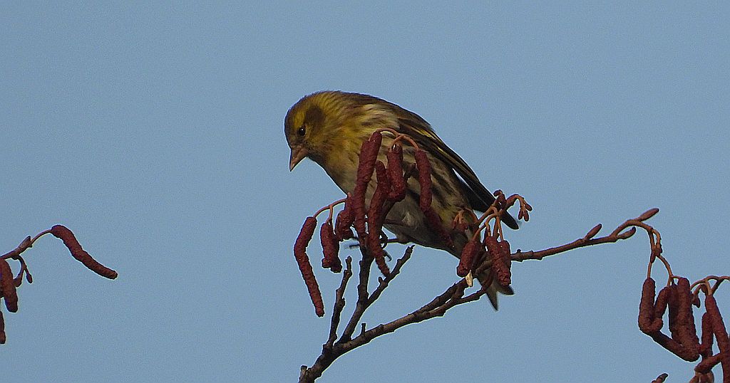 Czyż zwyczajny, czyż, czyż pospolity, czyżyk (Spinus spinus)