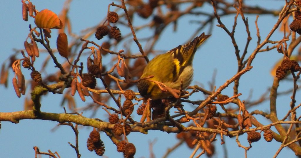 Czyż zwyczajny, czyż, czyż pospolity, czyżyk (Spinus spinus)