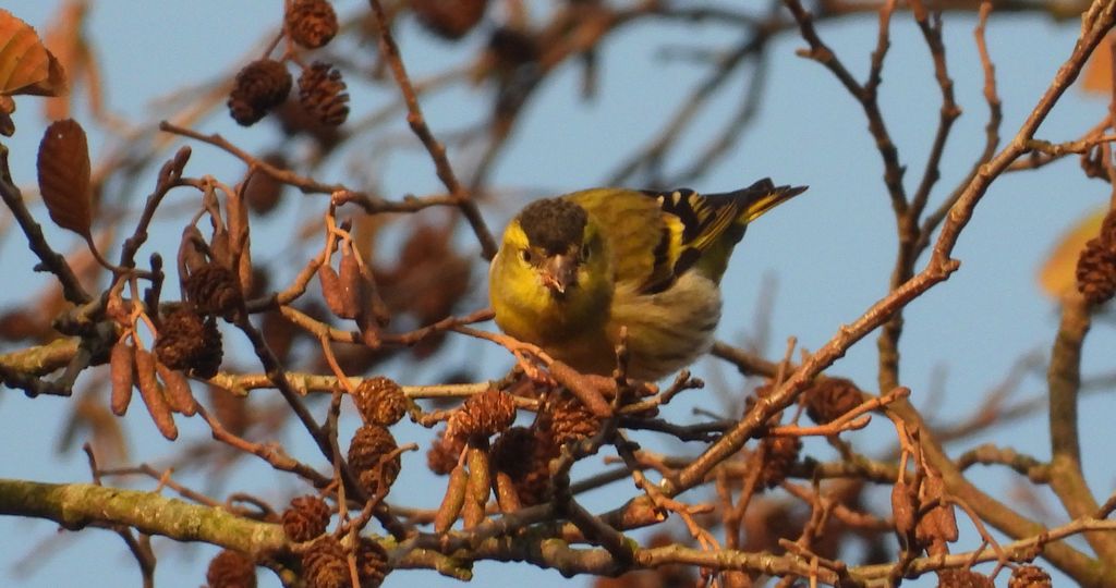 Czyż zwyczajny, czyż, czyż pospolity, czyżyk (Spinus spinus)
