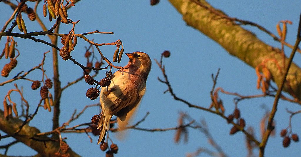 Czeczotka zwyczajna, czeczotka (Acanthis flammea)