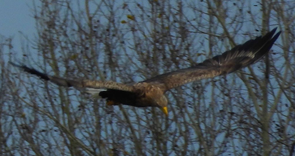 Bielik, orzeł bielik, birkut (Haliaeetus albicilla)