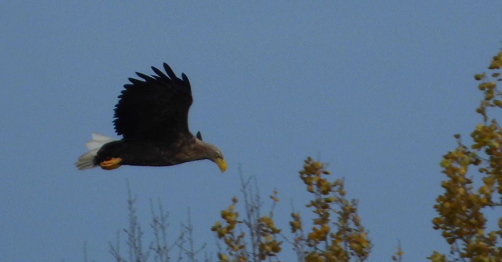 Bielik, orzeł bielik, birkut (Haliaeetus albicilla)