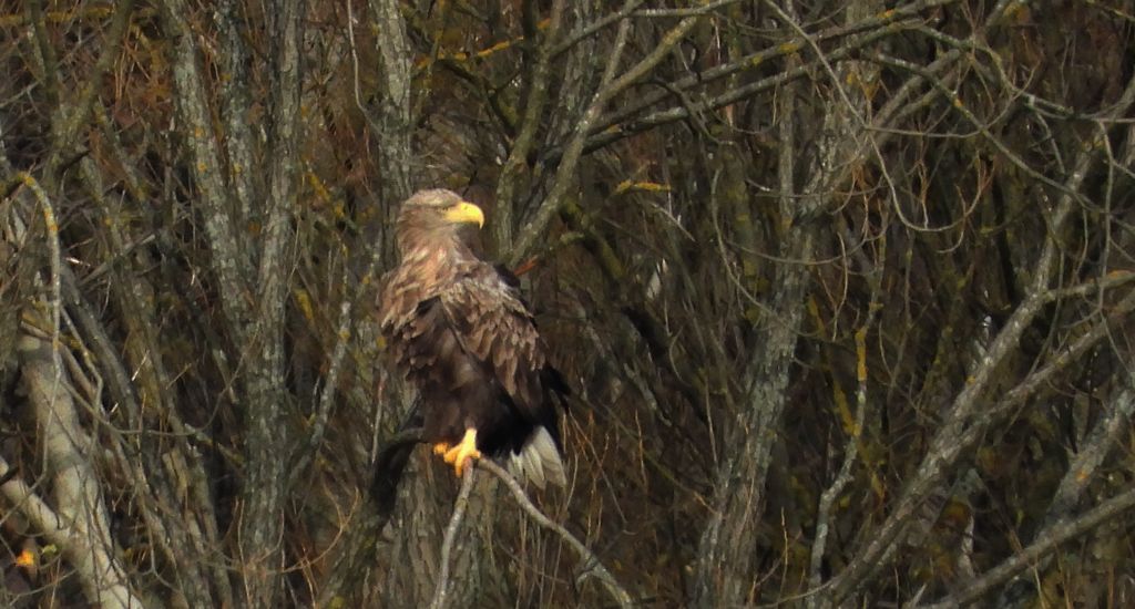Bielik, orzeł bielik, birkut (Haliaeetus albicilla)