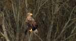 Bielik, orzeł bielik, birkut (Haliaeetus albicilla)