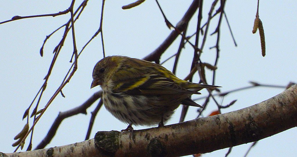 Czyż zwyczajny, czyż, czyż pospolity, czyżyk (Spinus spinus)