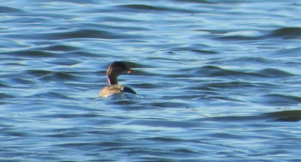 Perkoz rogaty (Podiceps auritus)