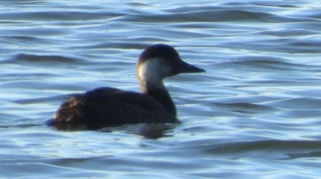 Markaczka zwyczajna, markaczka (Melanitta nigra)