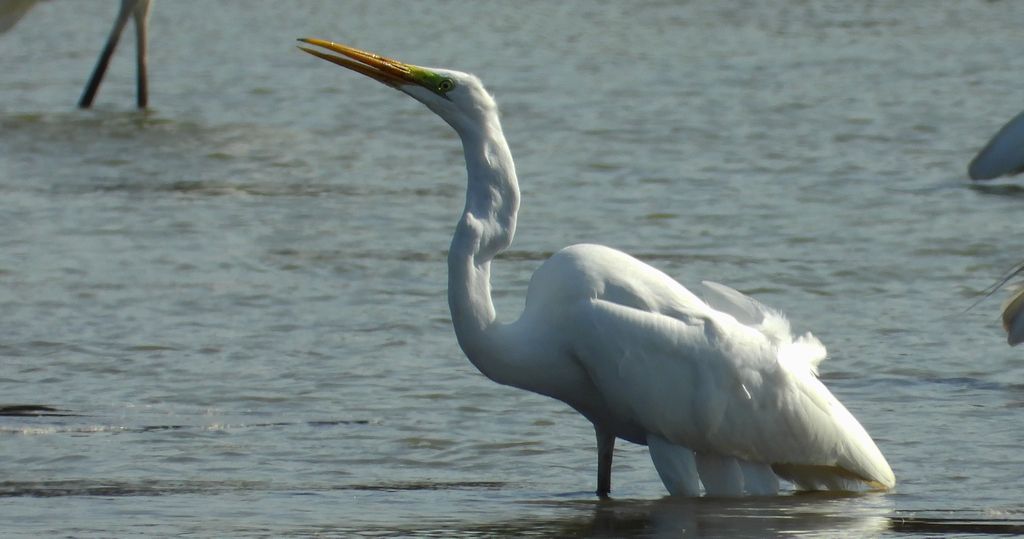 Czapla biała (Egretta alba)