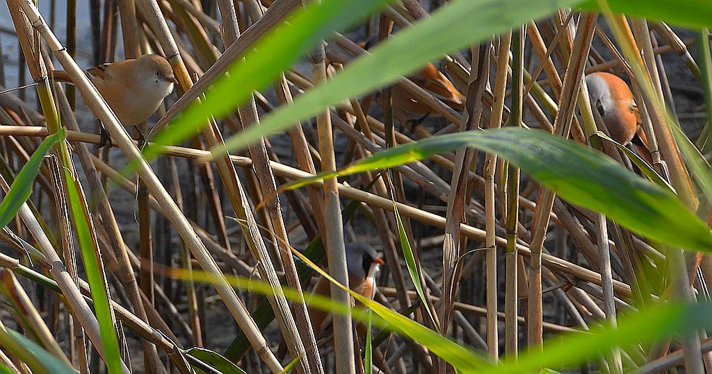 Wąsatka (Panurus biarmicus)