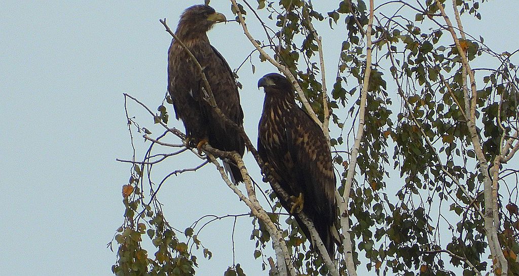 Bielik, orzeł bielik, birkut (Haliaeetus albicilla)