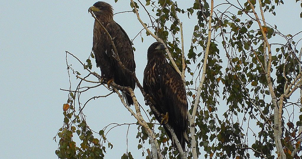 Bielik, orzeł bielik, birkut (Haliaeetus albicilla)