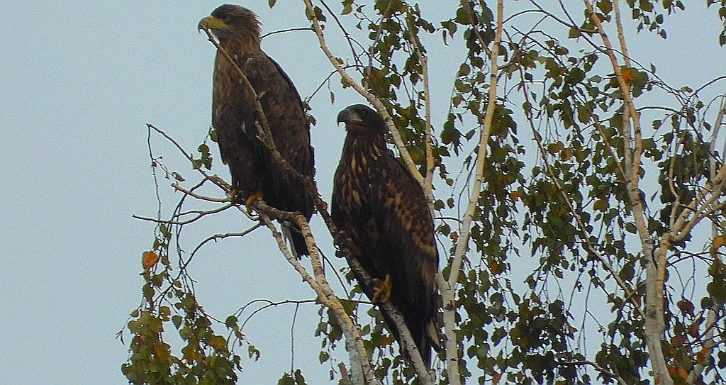 Bielik, orzeł bielik, birkut (Haliaeetus albicilla)
