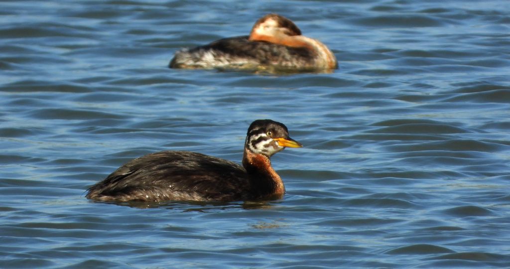 Perkoz rdzawoszyi (Podiceps grisegena)