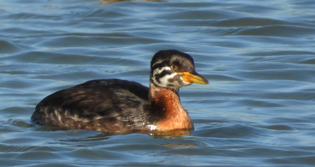 Perkoz rdzawoszyi (Podiceps grisegena)