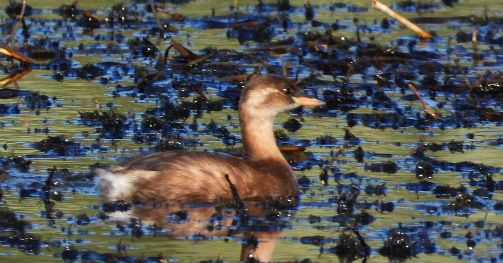Perkozek zwyczajny, perkozek (Tachybaptus ruficollis)
