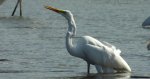 Czapla biała (Egretta alba)